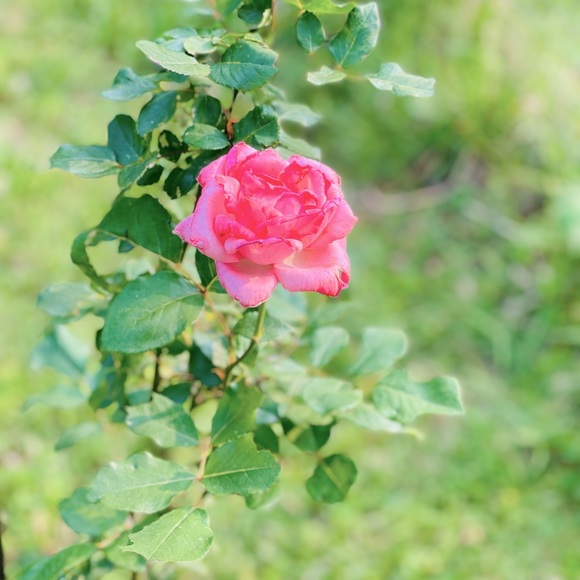 sugar scrubs gift pkg w essential oils, for mom, sis, daughter, etc, custom - Picture 10 of 16